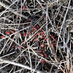 Leptocoris mitellatus