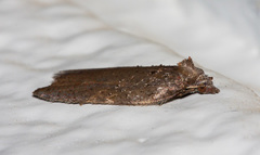Acleris maccana