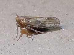 Pareuidella