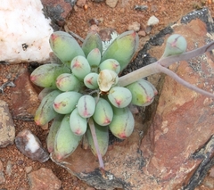 Crassothonna capensis