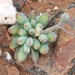 Othonna crassifolia Harv.