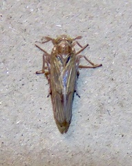 Pareuidella