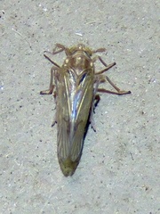 Pareuidella