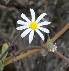 Crassothonna capensis