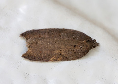 Acleris maccana