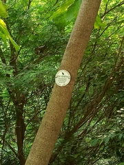 Pterygota