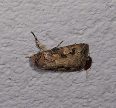 Agrotis interjectionis