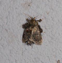 Chalcocelis albiguttatus