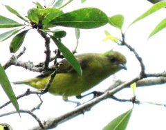 Euphonia laniirostris