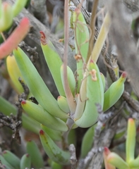 Crassothonna capensis