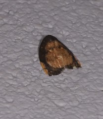 Hemonia micrommata