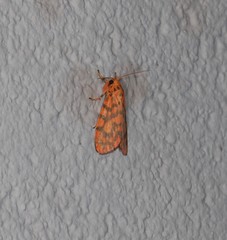 Miltochrista quadrilineata