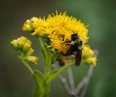 Bombus insularis
