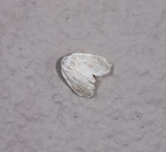 Niphopyralis