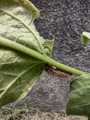 Noctuoidea