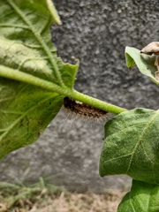 Noctuoidea