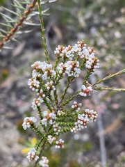 Micromyrtus ciliata
