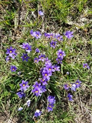 Sisyrinchium pruinosum