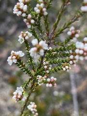 Micromyrtus ciliata