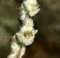 Maireana trichoptera