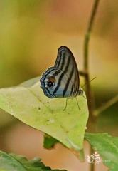 Chloreuptychia chlorimene