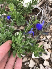 Salvia lycioides
