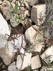 Euphorbia exstipulata