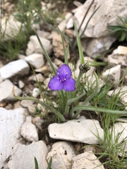 Tradescantia wrightii