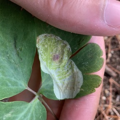 Phytomyza aquilegiae group