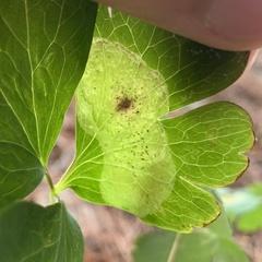 Phytomyza aquilegiae group