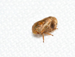 Clastoptera querci