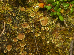 Psoroma hypnorum