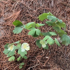Phytomyza aquilegiae group