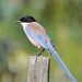 Azure-winged Magpie - Photo (c) Isidro Vila Verde, some rights reserved (CC BY-NC-SA)