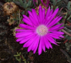 Lampranthus haworthii