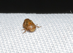 Clastoptera querci
