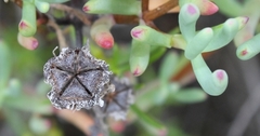 Lampranthus haworthii