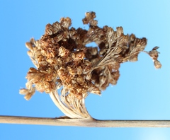 Juncus kraussii kraussii