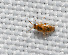 Gonoporomiris mirificus