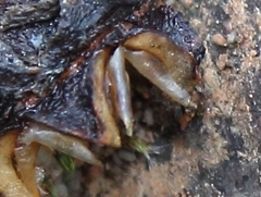 Lampranthus haworthii