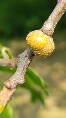 Callirhytis quercusgemmaria