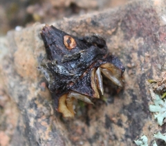 Lampranthus haworthii