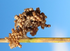 Juncus kraussii kraussii