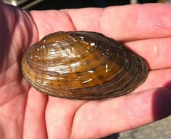 Cambarunio taeniatus