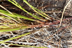 Juncus kraussii kraussii