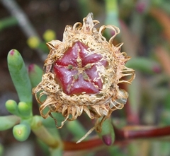 Lampranthus haworthii