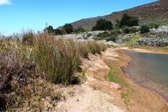 Juncus kraussii kraussii