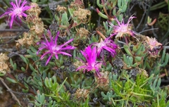 Lampranthus haworthii