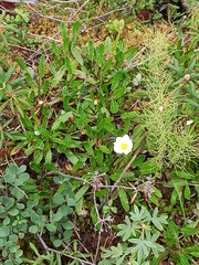 Dryas integrifolia sylvatica