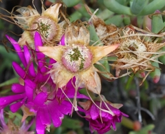 Lampranthus haworthii